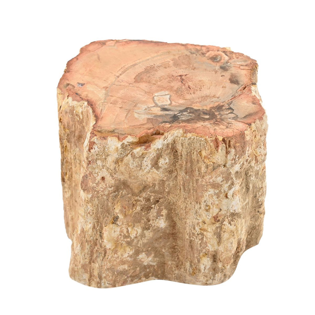 Gem Crystal Kollektion - Versteinertes Holz - S, ca. 2000 cts.