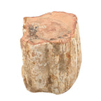 Gem Crystal Kollektion - Versteinertes Holz - S, ca. 2000 cts.