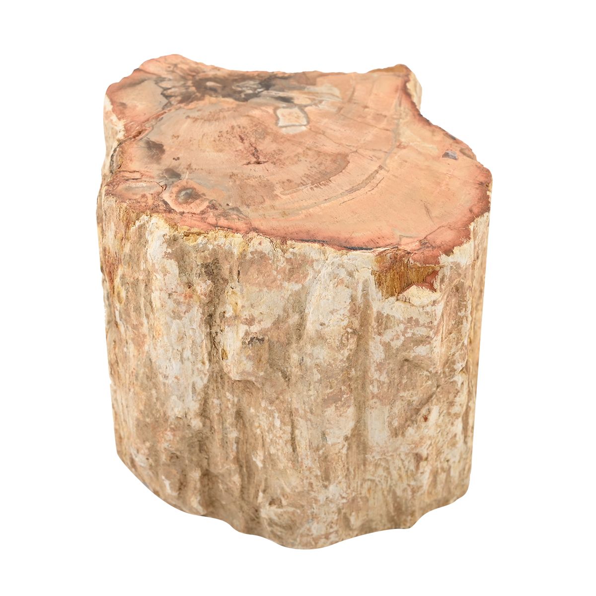 Gem Crystal Kollektion - Versteinertes Holz - S, ca. 2000 cts.