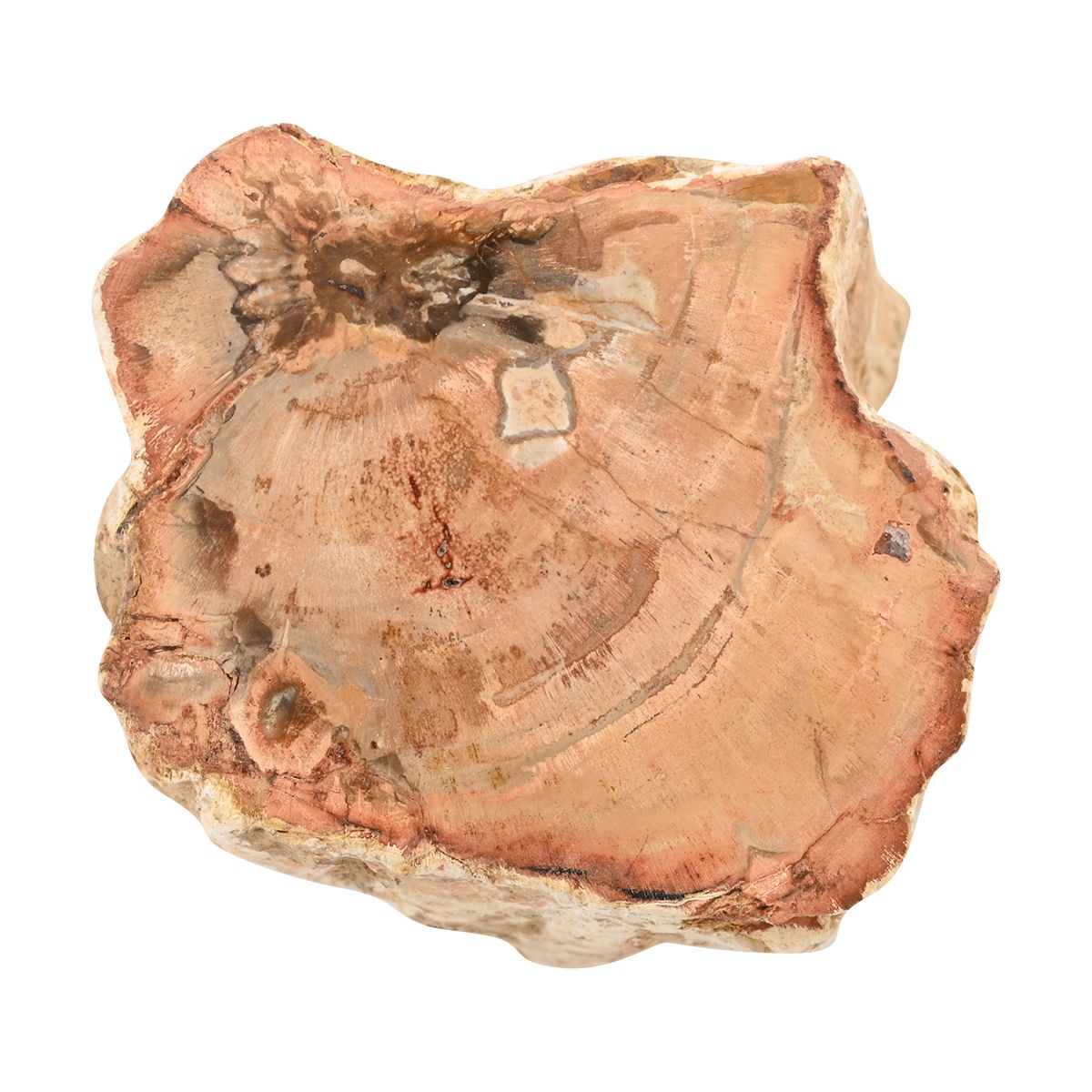 Gem Crystal Kollektion - Versteinertes Holz - S, ca. 2000 cts.