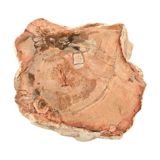 Gem Crystal Kollektion - Versteinertes Holz - S, ca. 2000 cts.
