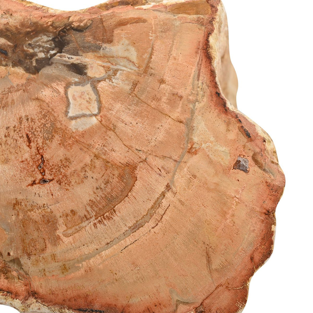 Gem Crystal Kollektion - Versteinertes Holz - S, ca. 2000 cts.