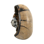 Septarian Drachen-Ei