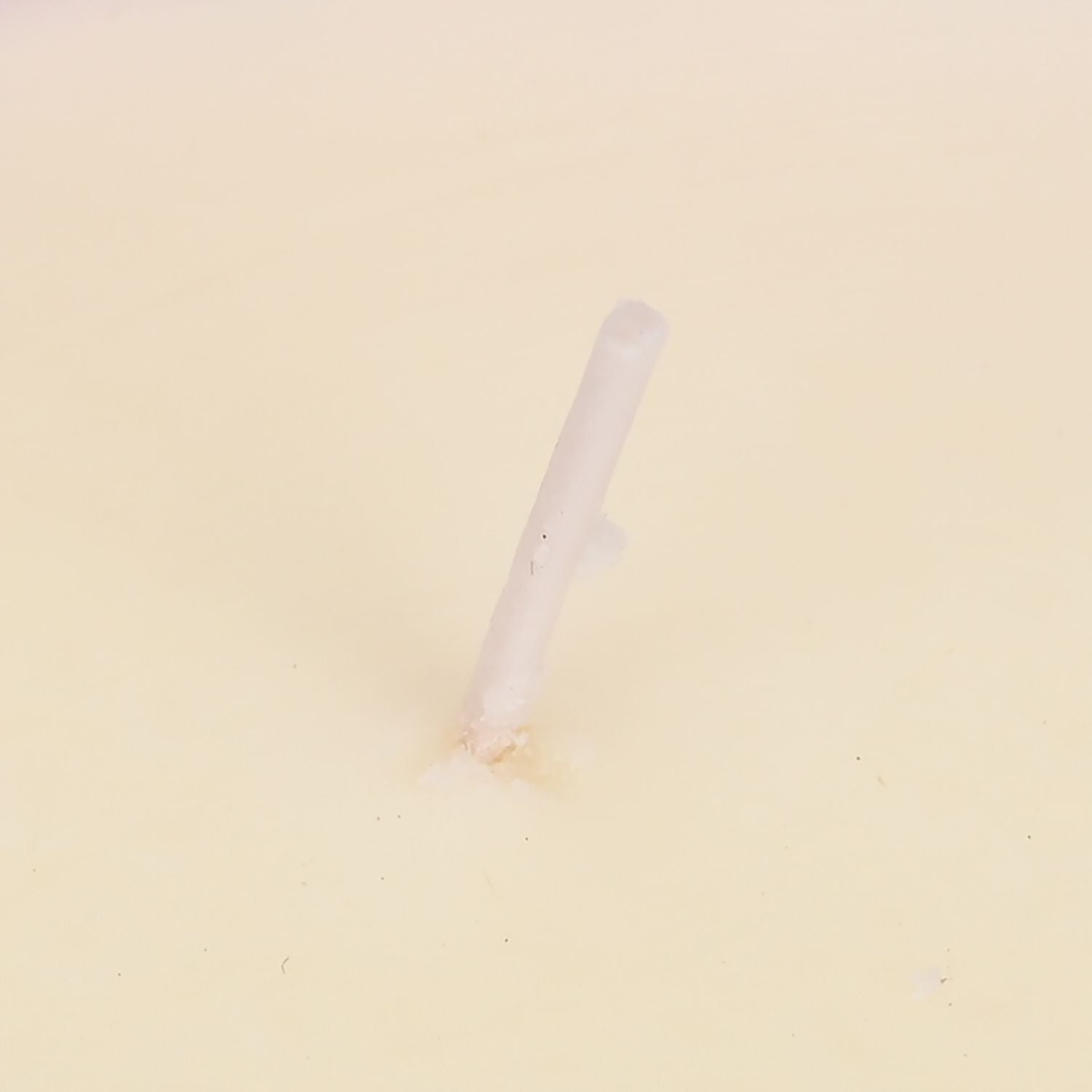 The 5th Season: Duftkerze im Glass, Rose und Jasmin, 6ml natürliches Öl, 200 g Wachs, 50 Stunden Brenndauer, Rose und Jasmin
