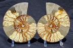 Gem Crystal Kollektion - Ammonite Pair ca.  5,00 cm
