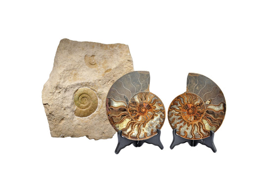 Gem Crystal Kollektion - Ammonite Pair ca. 10,00 cm