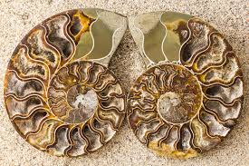 Gem Crystal Kollektion - Ammonite Pair ca. 15,00 cm