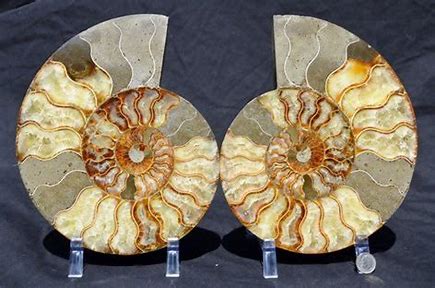 Gem Crystal Kollektion - Ammonite Pair ca. 20,00 cm