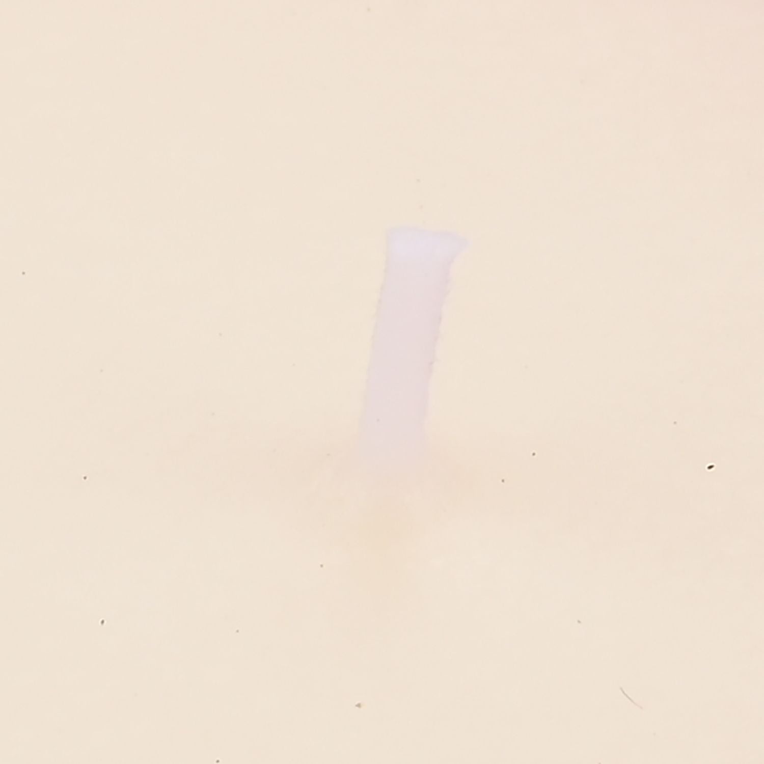 LIVMORE - Duftkerze im dekorativen Glas, Tabak und Oudh, 36 Std. Brenndauer, Purpurrot