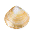 Goldene Südsee Perle Edelsteinzubehör